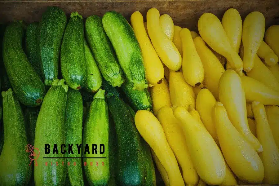 Zucchini and Squash Side by Side